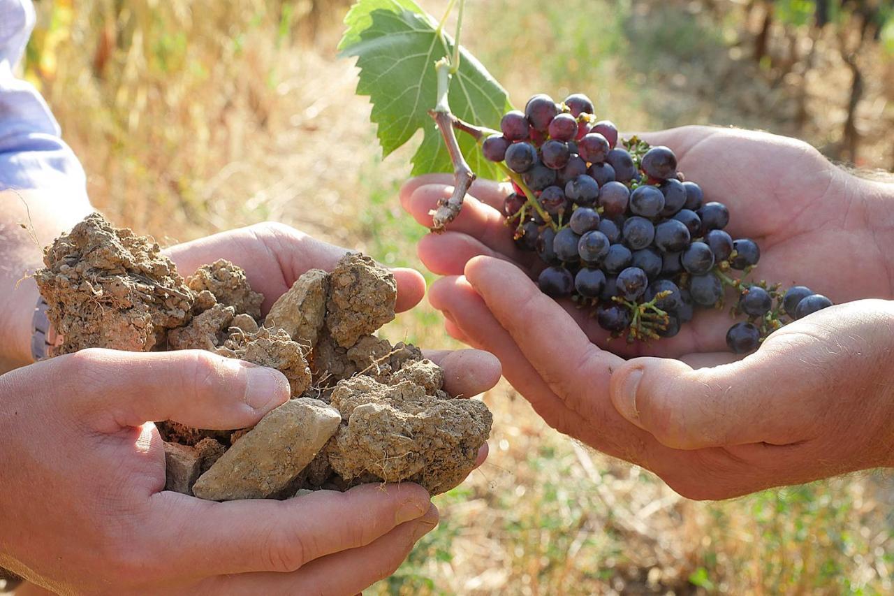 Terravita Winery & Boutique Apartments Suvereto Luaran gambar